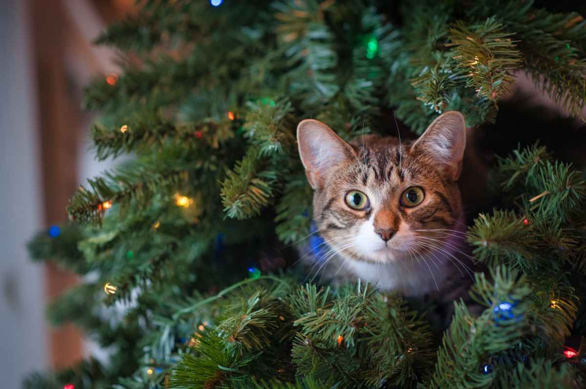 TikTokers Are Intentionally Traumatizing Their Cats With Christmas&nbsp;Trees