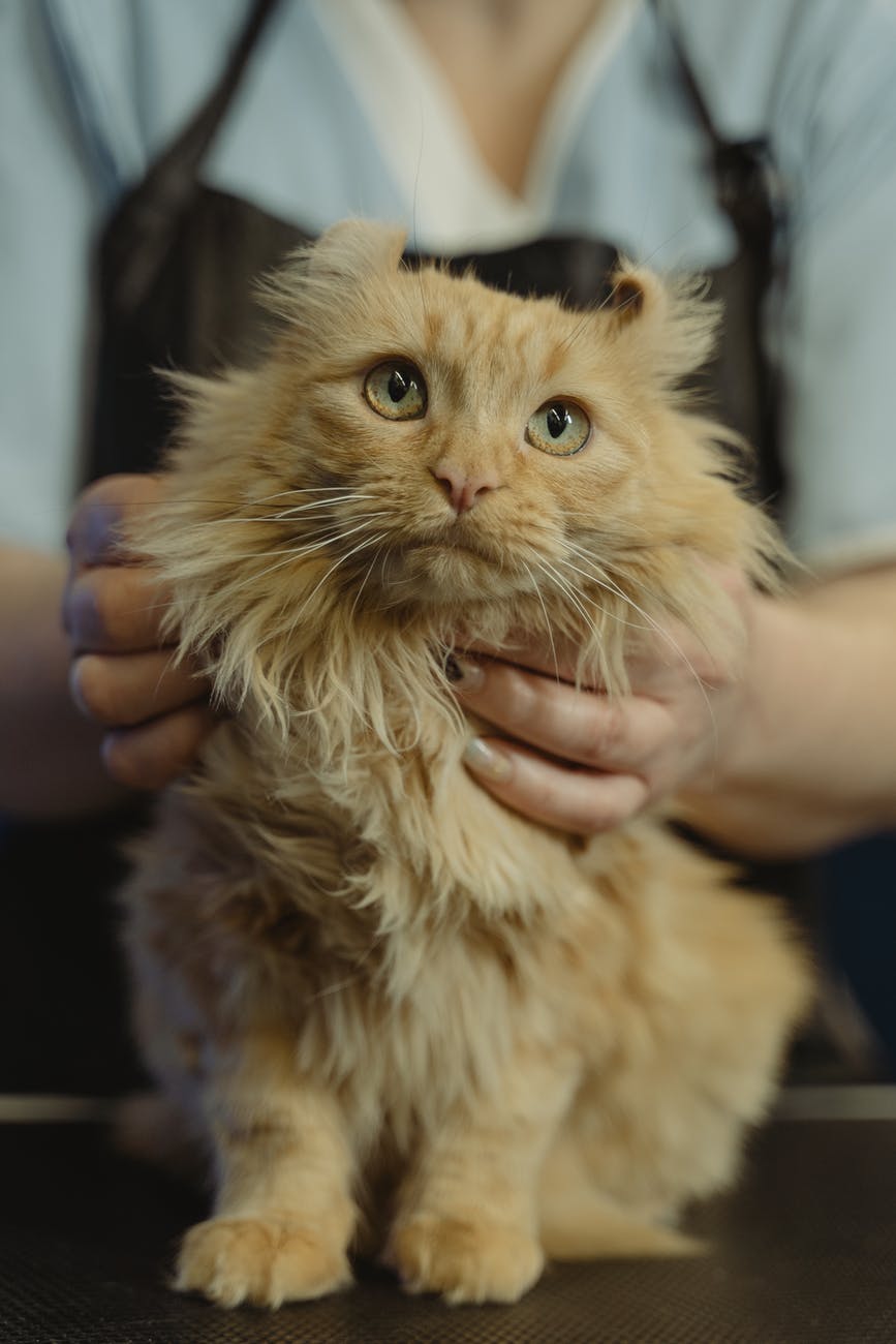 person wearing apron holding orange tabby cat