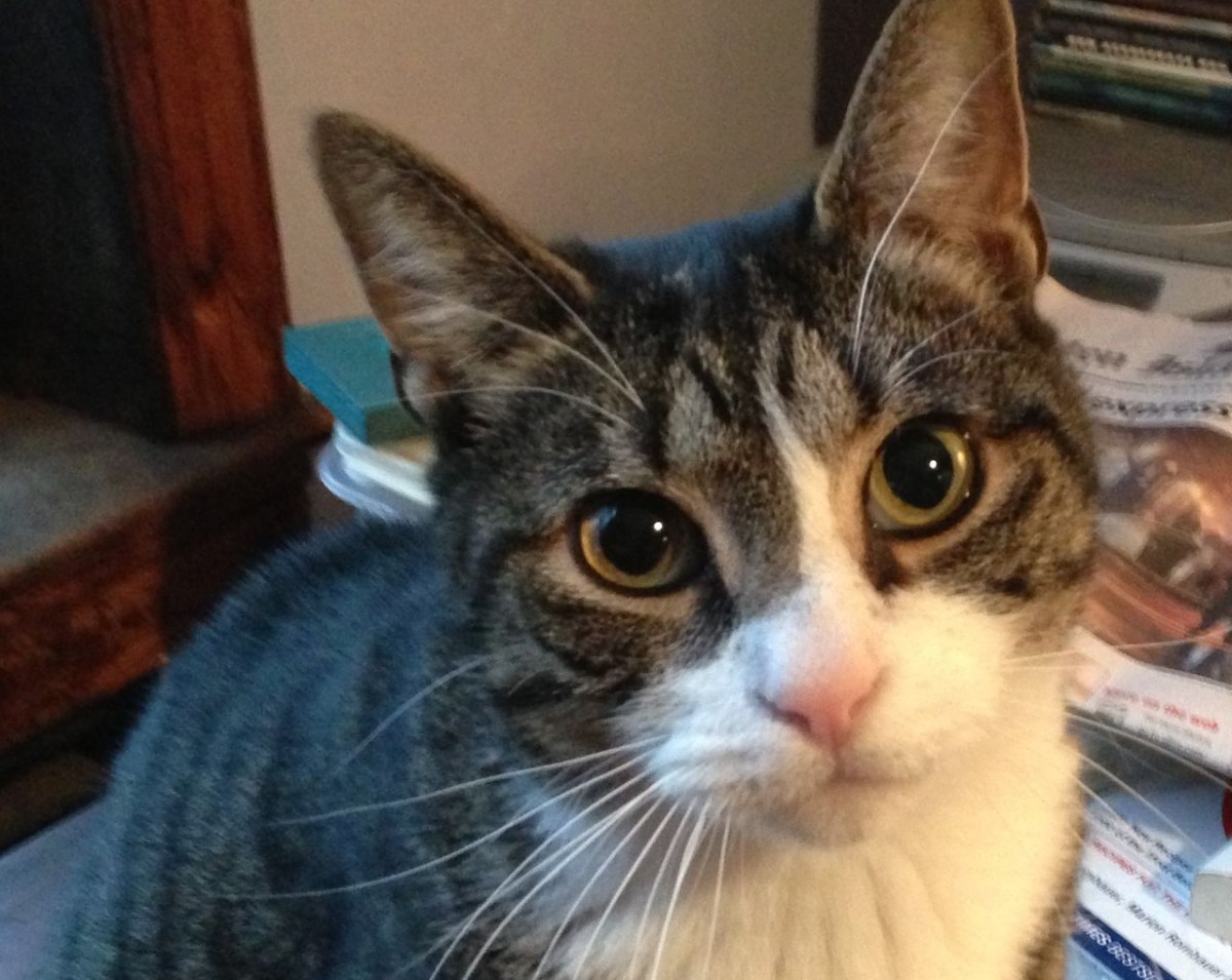 ‘Don’t Let Anyone Tell You That Cats Don’t Bond, That Cats Don’t&nbsp;Love.’