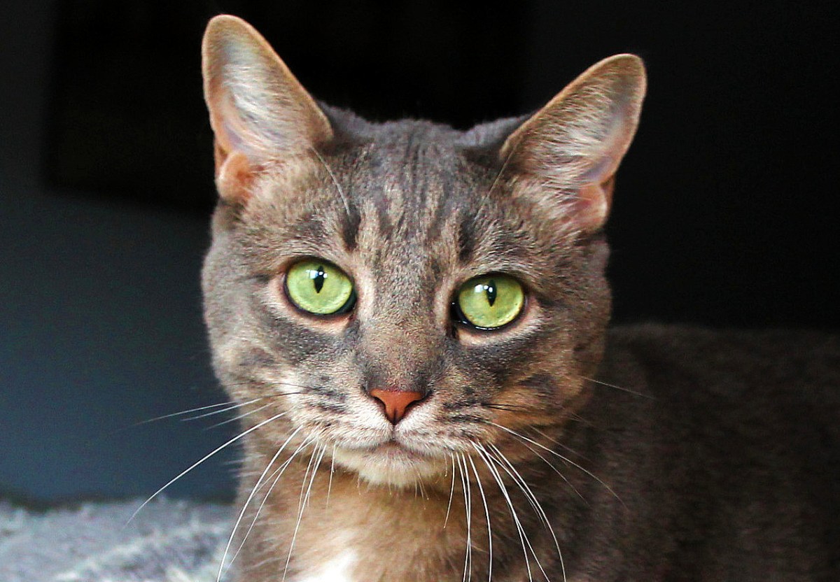 Point/Counterpoint: ‘Ambushing Is Fun And Awesome!’ vs ‘Don’t Ambush, It’s Not&nbsp;Cool!’