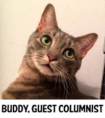 buddycolumn
