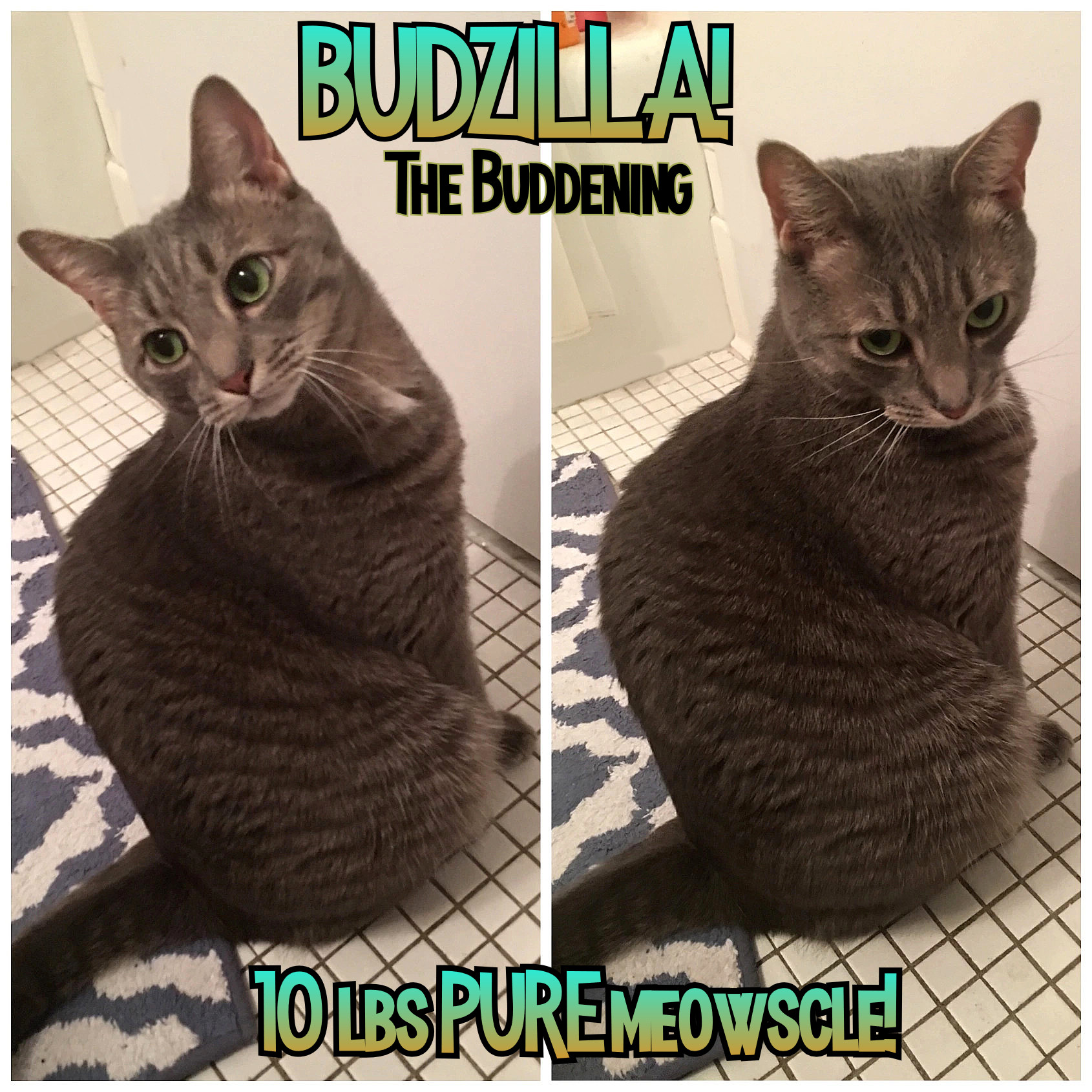 Budzilla the Meowscular