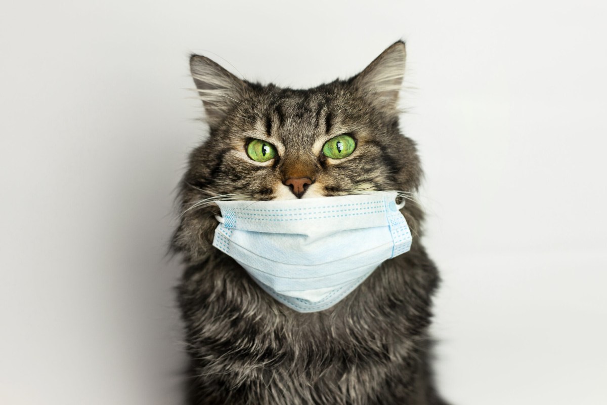 Buddy Quarantines His Human After Learning Cats Can Get&nbsp;COVID