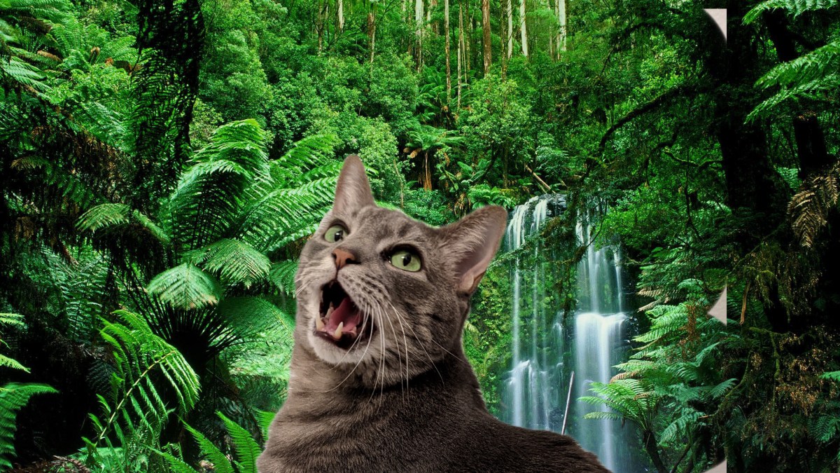 What Do Cats Think When We Meow To&nbsp;Them?