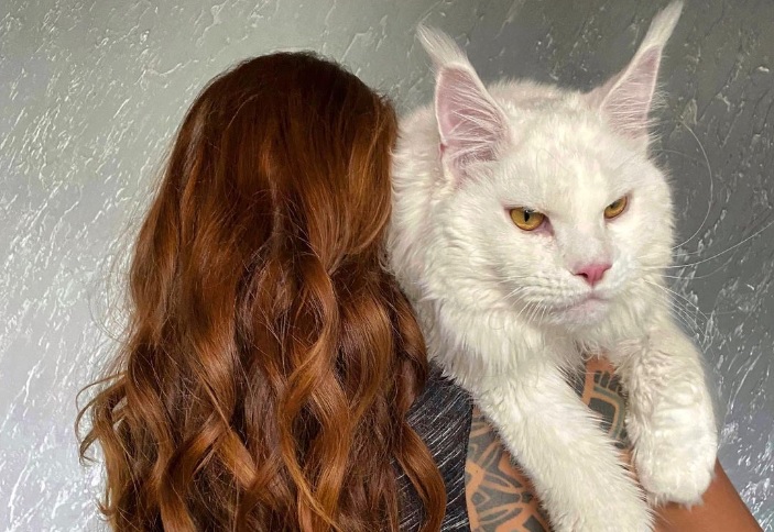 Russian Woman’s Maine Coon Is The Size Of A&nbsp;Lynx