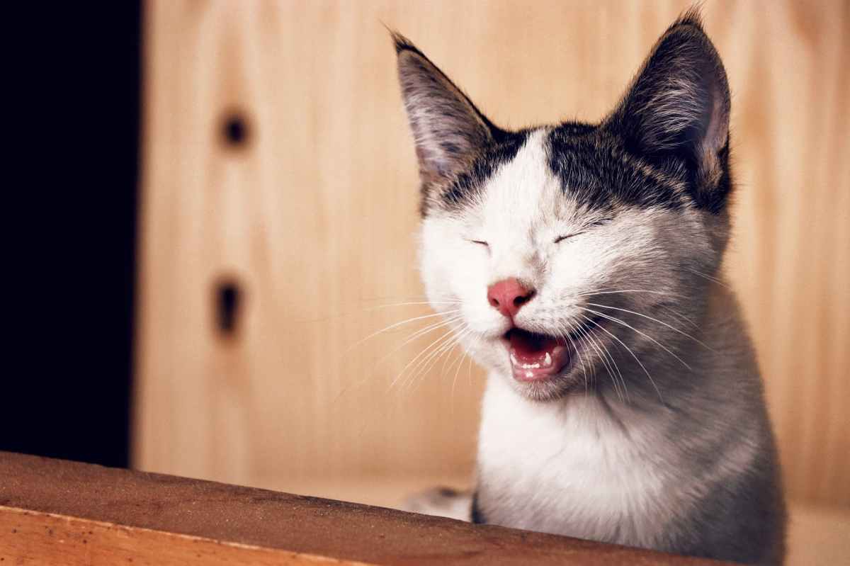 Study: Cat Brains Have Gotten&nbsp;Smaller