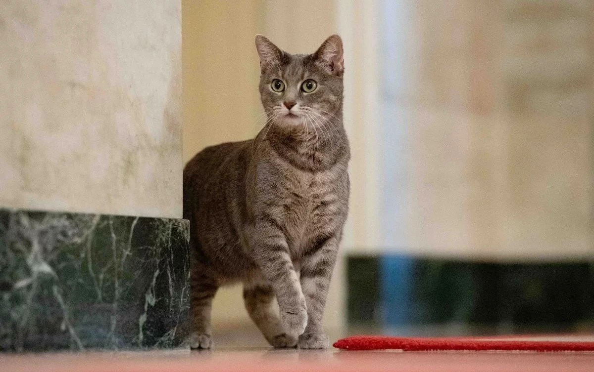 Sunday Cats: White House Welcomes&nbsp;Willow