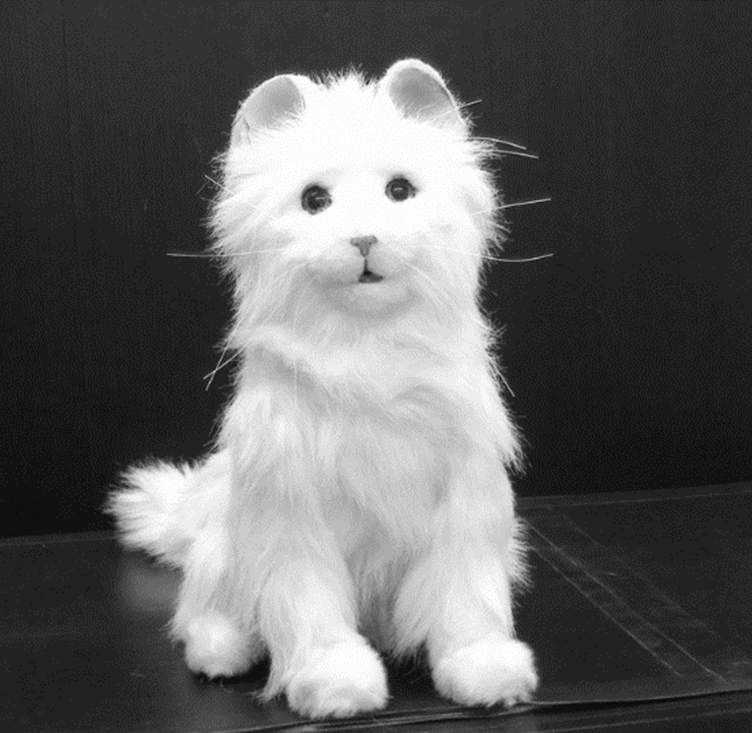 Plush Cat in Kyoto study