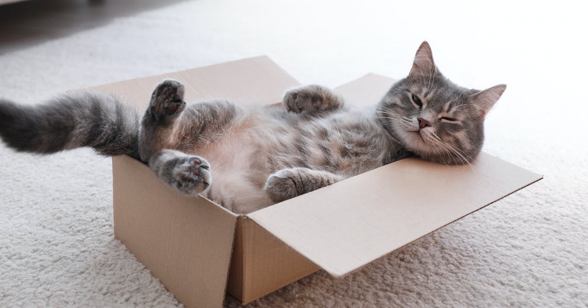 What’s The Real Reason Cats Love&nbsp;Boxes?