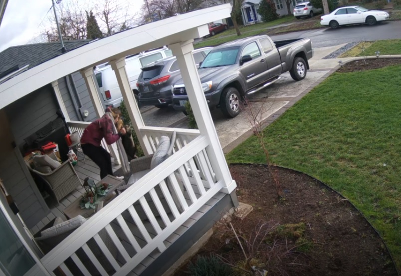 Help Catch This Portland Cat Thief And Get Kitty Returned To His&nbsp;Family