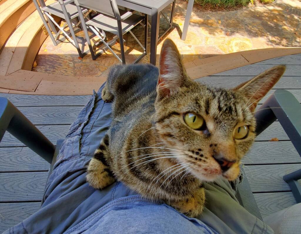 Nubbins The Cat: Is It Ever Right To Steal A Kitty You Believe Has Been Abused Or&nbsp;Neglected?