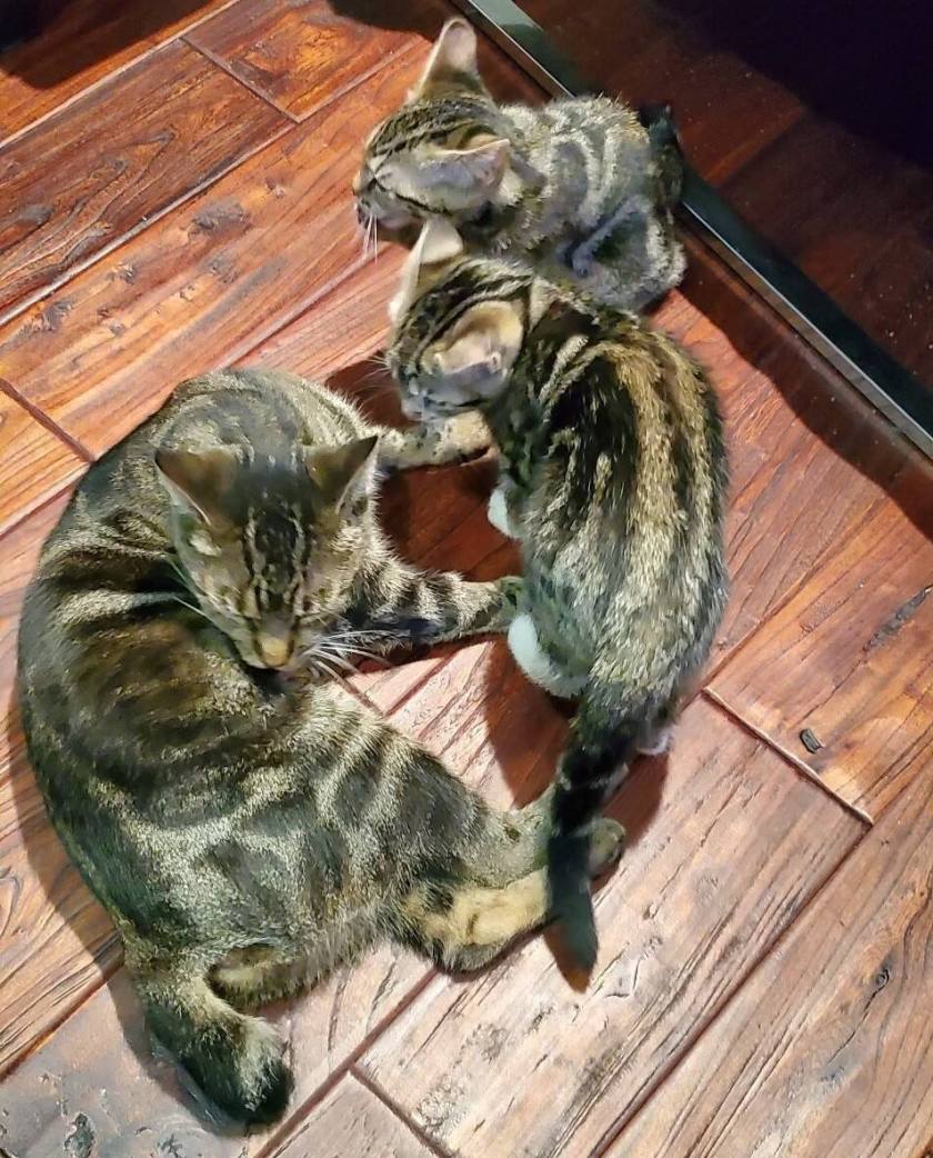 Nubbins and her kittens