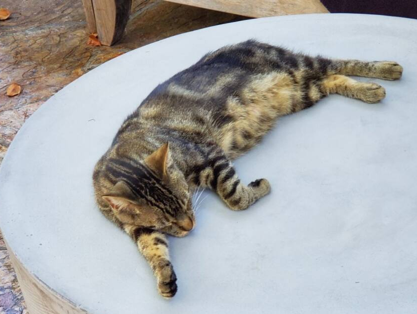 Nubbins the Cat: Lounging