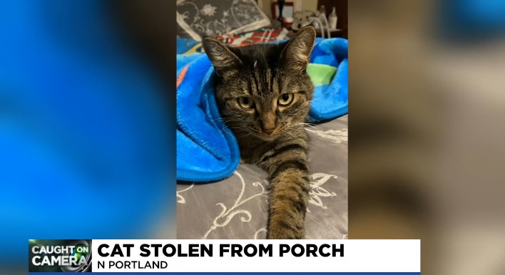 Reason #31 To Keep Your Cats Indoors: Actual Cat&nbsp;Burglars