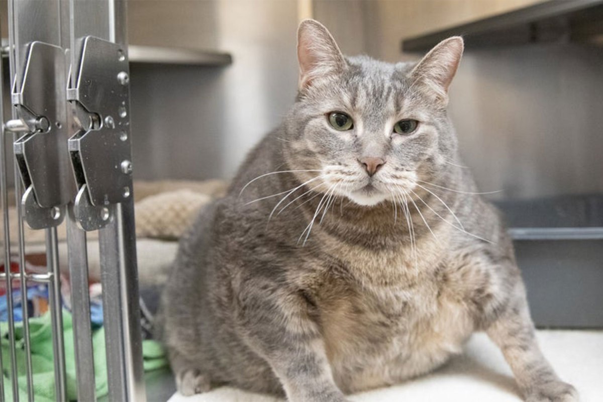 Sunday Cats: Chonky Kitty Gets A Home, Footballer Gets Second Chance After Cat&nbsp;Abuse