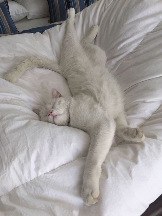 Hogging the bed