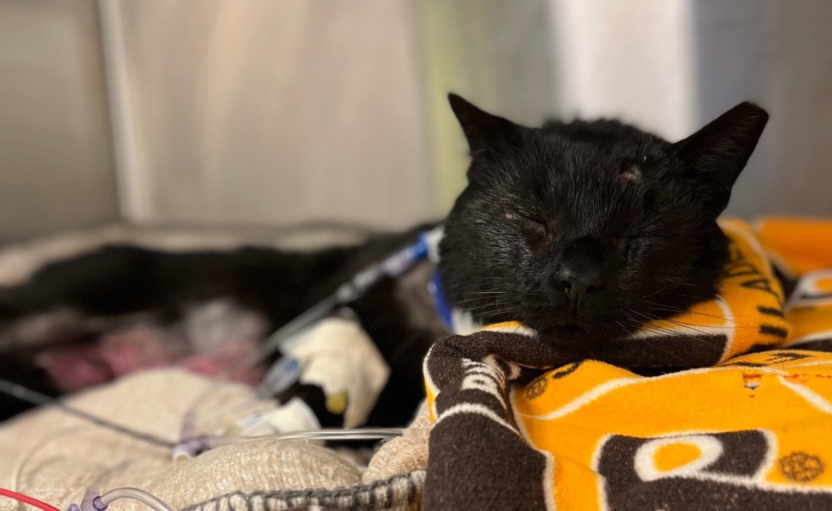 These Men Need To Go To Prison For Siccing Their Dogs On A Cat Named&nbsp;Buddy