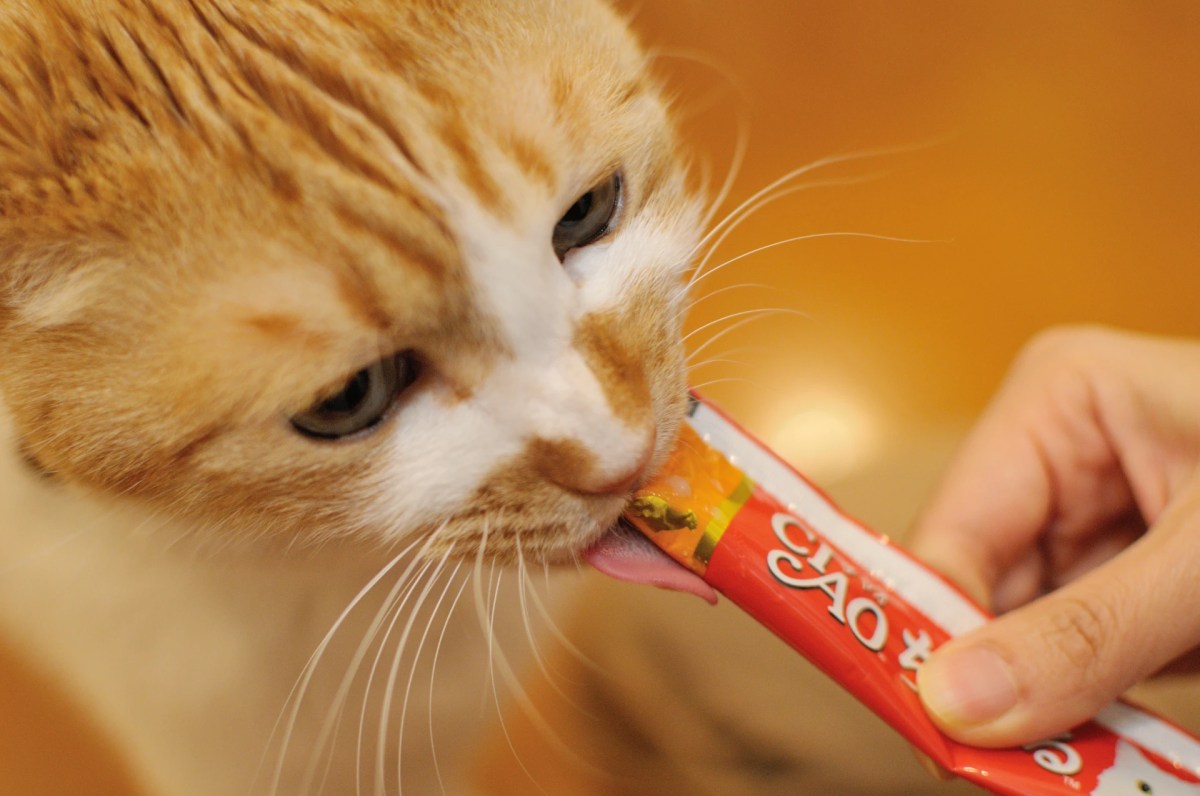 Cats Are 342% More Awesome If Given Regular Snacks, Study&nbsp;Says