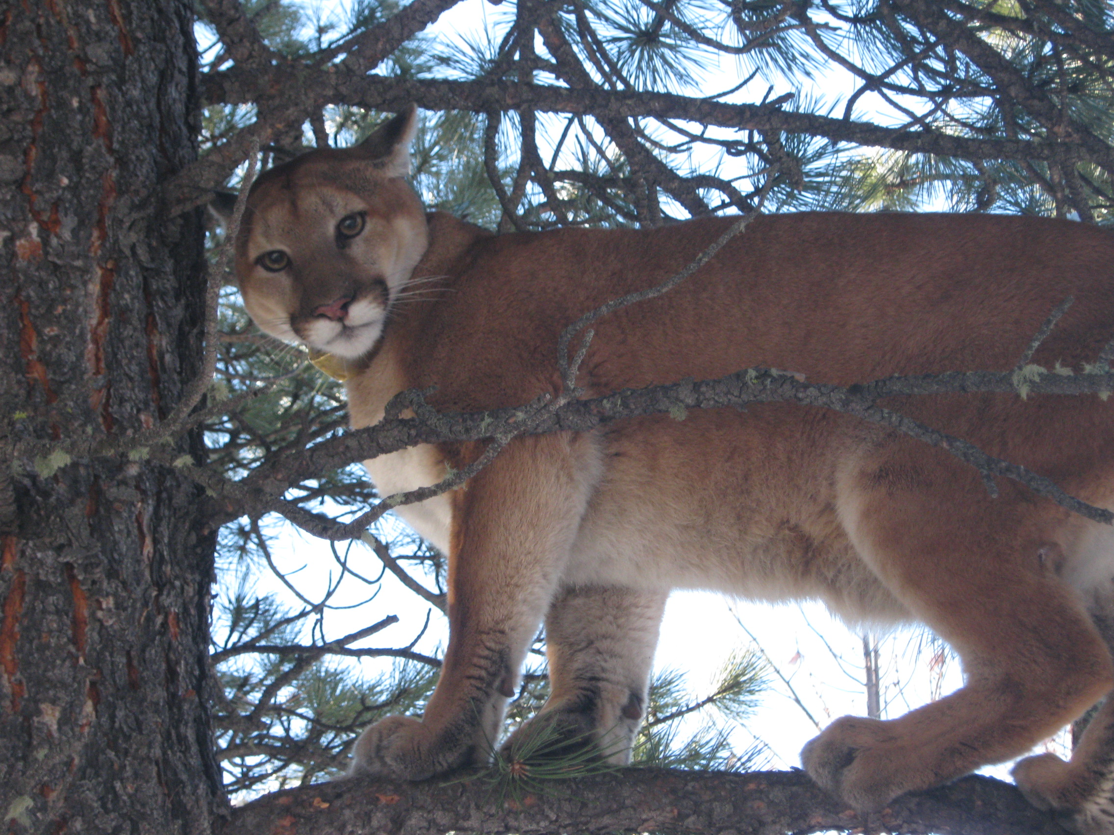 Mountain lion in a tree