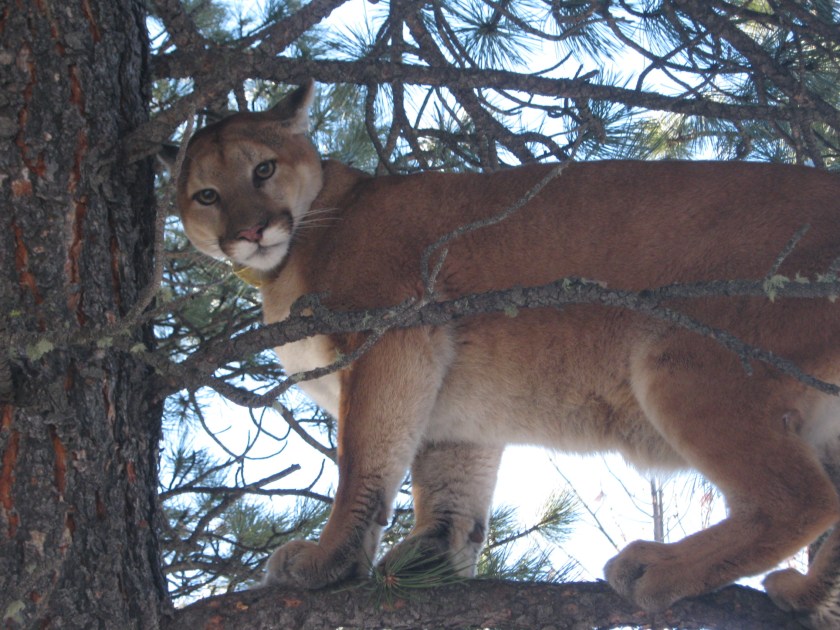 Mountain lion in a tree
