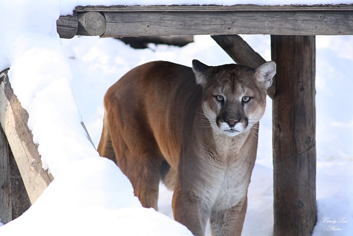 Montana’s Governor Killed A Mountain Lion In One Of The Cruelest Ways&nbsp;Imaginable