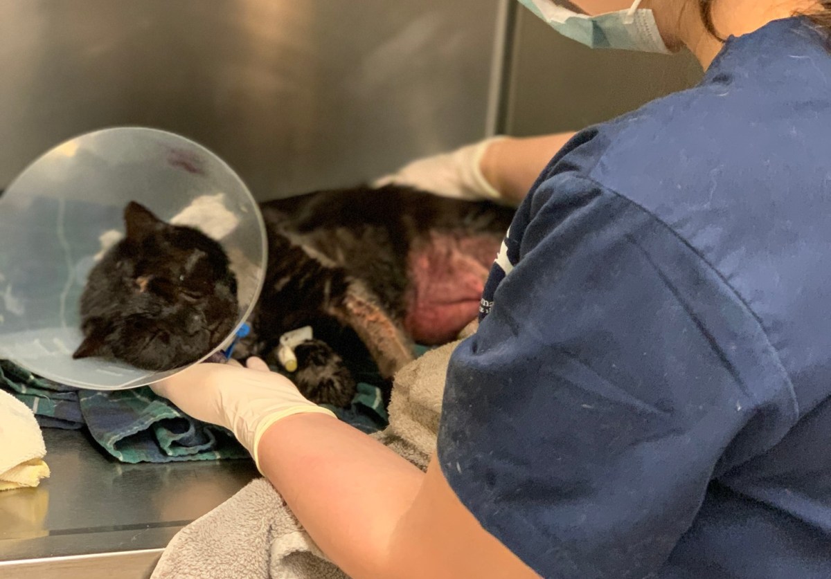 Buddy’s Attackers Have Turned Themselves&nbsp;In