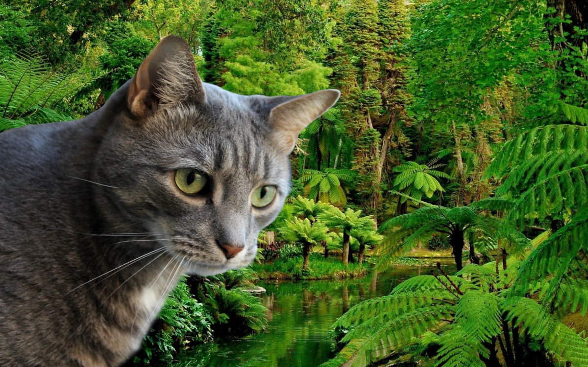 National Pet Day: An Occasion For Extra Snacks And&nbsp;Catnip