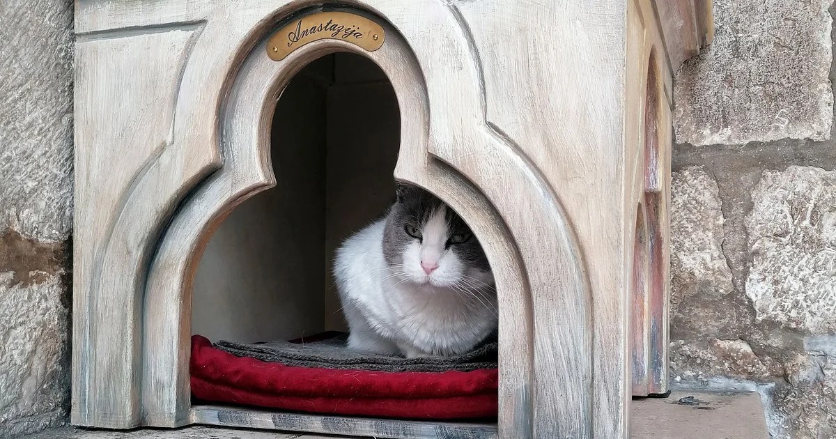 How Dare They! Museum Snobs Evict Elderly Cat From Dubrovnik Palace&nbsp;Grounds