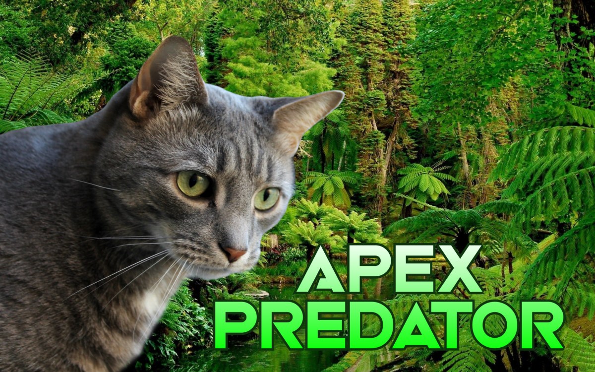 Buddy Does Absolutely Nothing When Mouse Invades His&nbsp;Home