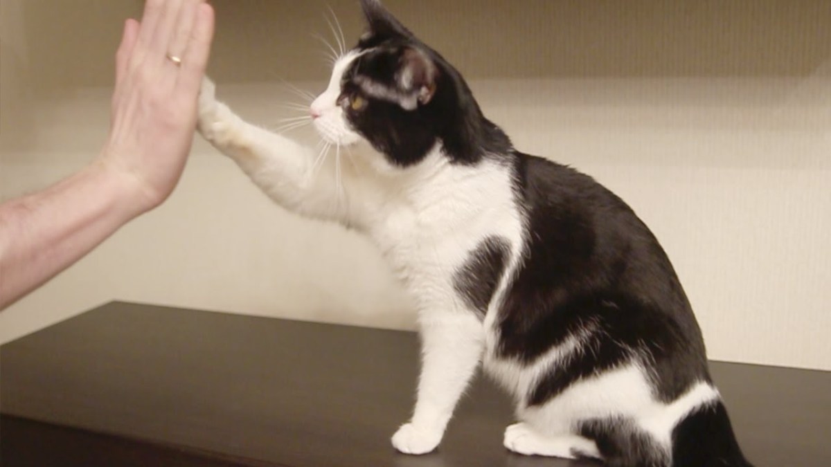 It’s Actually Really Easy To Teach Your Cat To High&nbsp;Five