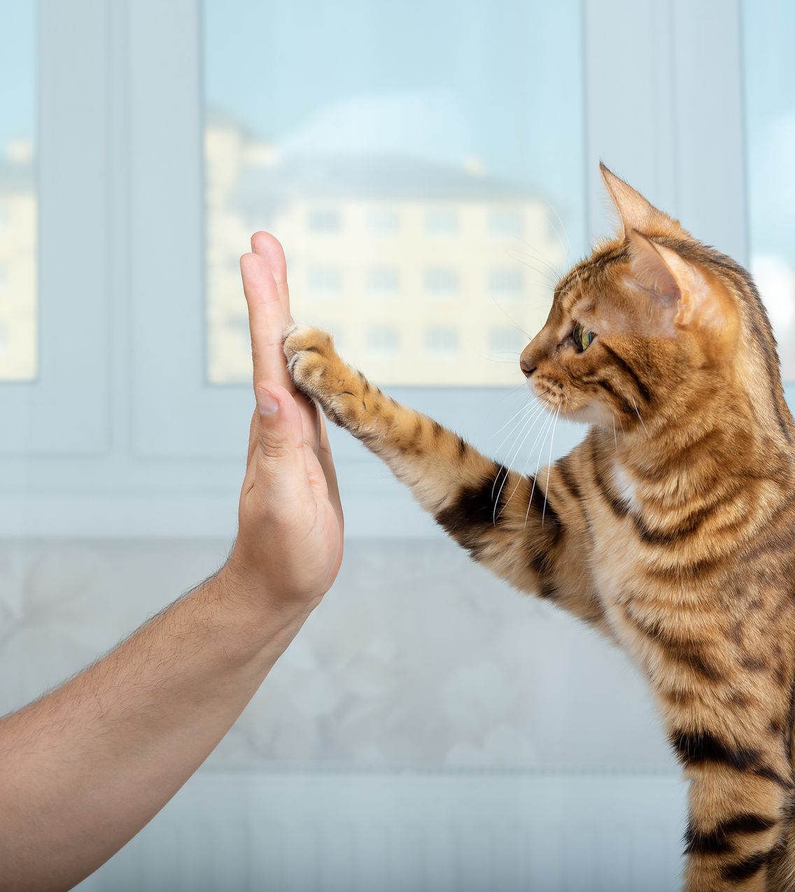 Cat High Five