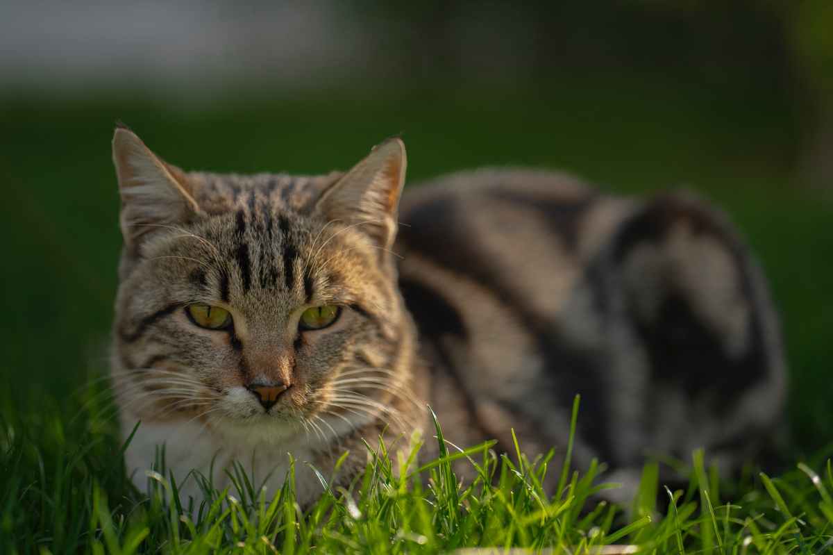 Keeping Cats From Killing Local Wildlife May Be Easier Than We Think