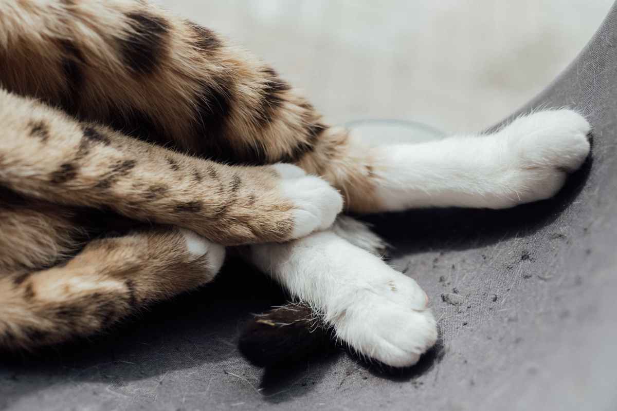 Maryland Joins New York In Banning Barbaric Declawing&nbsp;Procedures