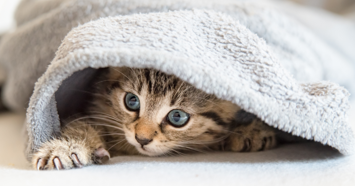 Blankets: The secret weapon.