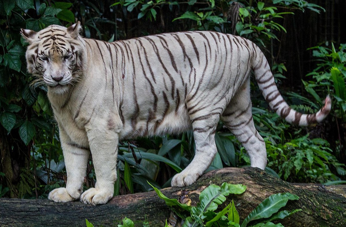 Singapore_Zoo_White_Tiger-2_(8323953474)