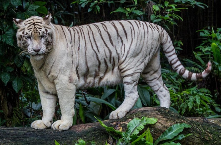 Singapore_Zoo_White_Tiger-2_(8323953474)