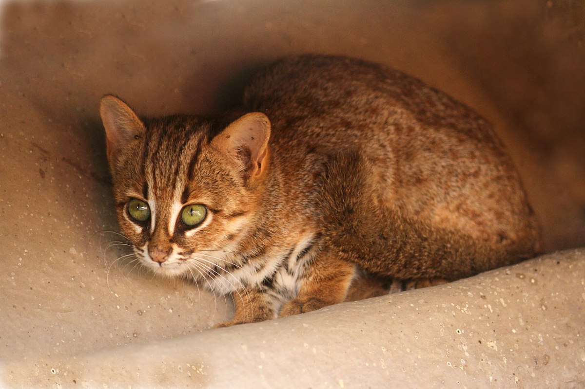 Amazing Cats: The Rusty-Spotted&nbsp;Cat