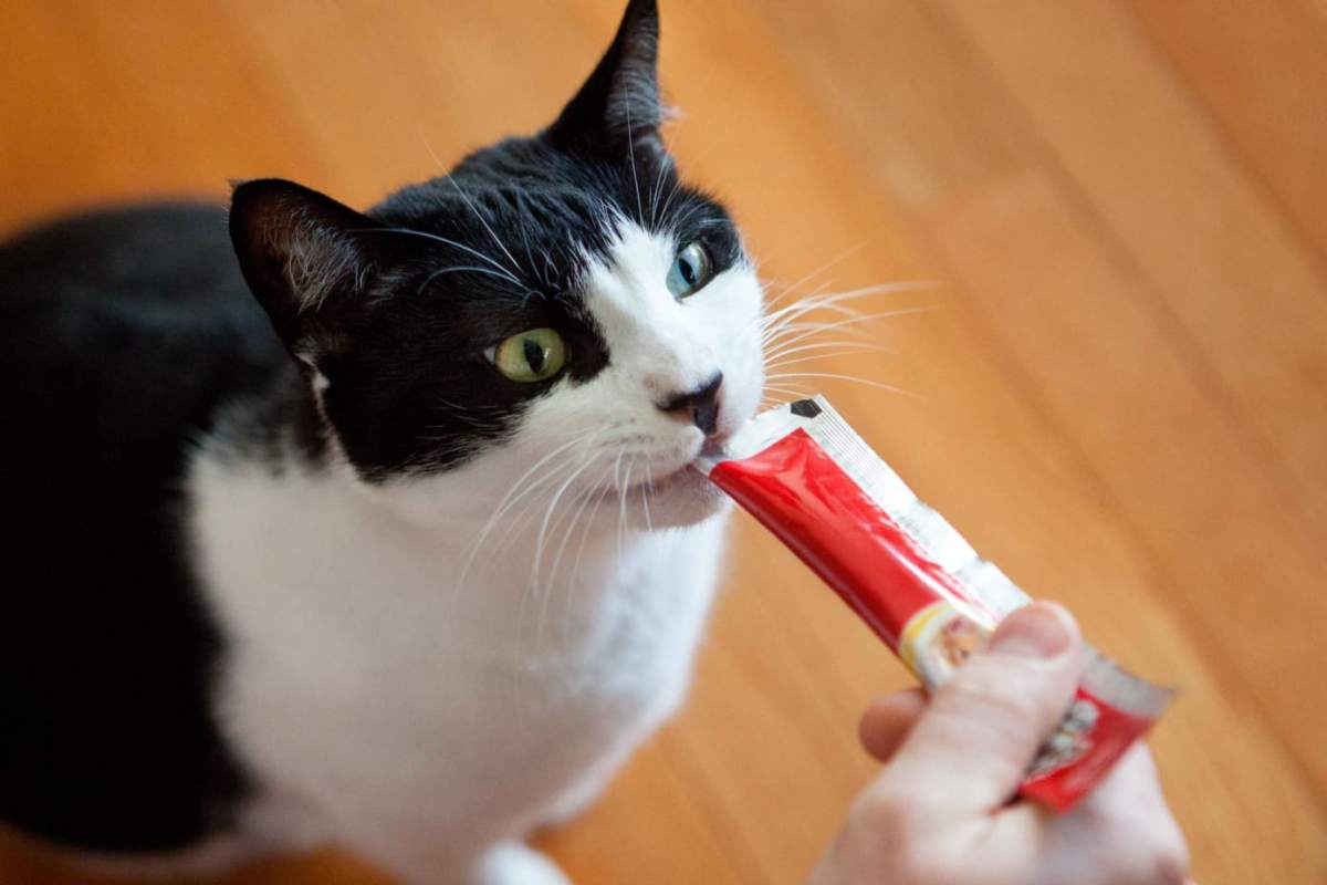 Buddy Thinks This Treat Is A&nbsp;Toy