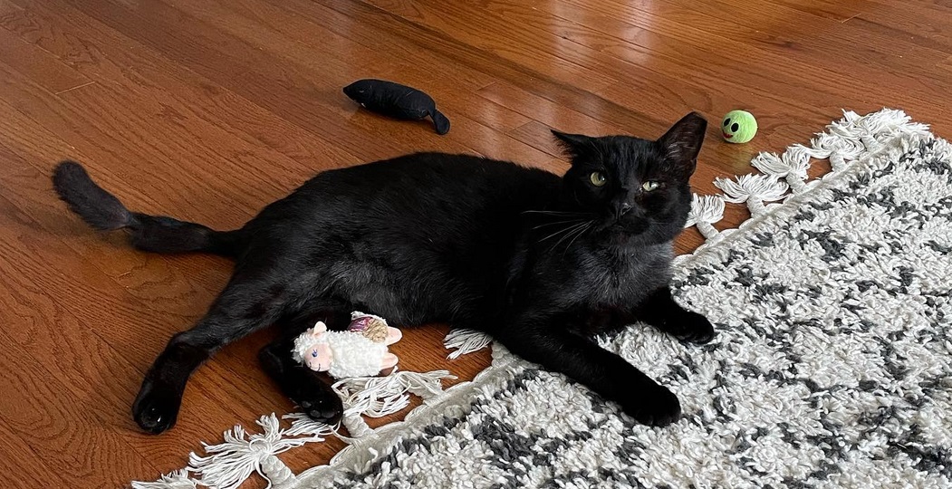 Buddy the Philadelphia Cat