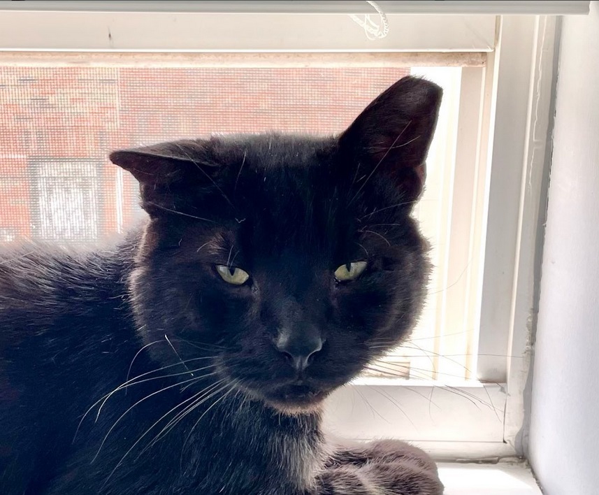 Buddy the Philadelphia Cat