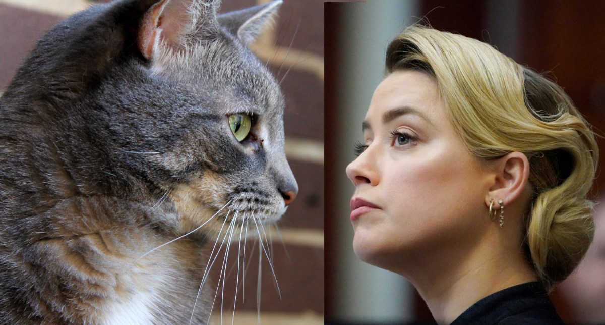 Buddy Denies Responsibility For Errant Turd: ‘I Am Not The Poopetrator’