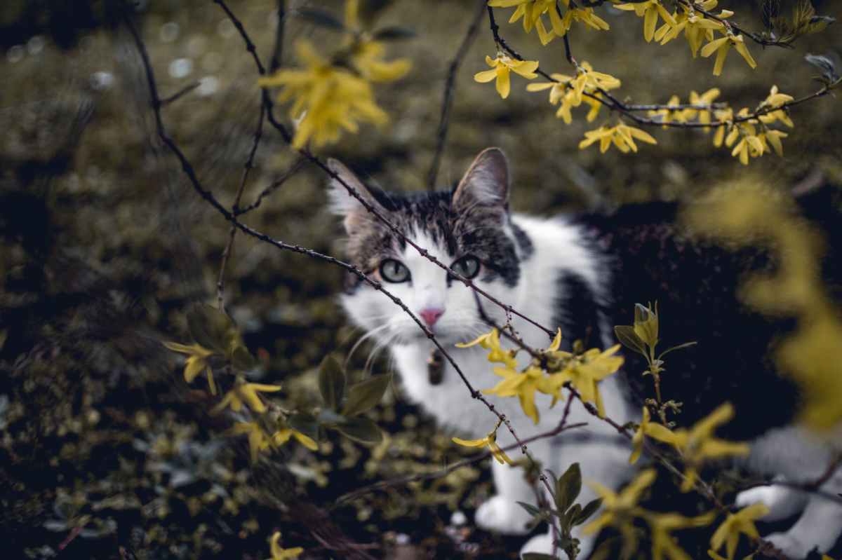 Letting Your Cat Outside Could Cost You $50k In This German&nbsp;Town
