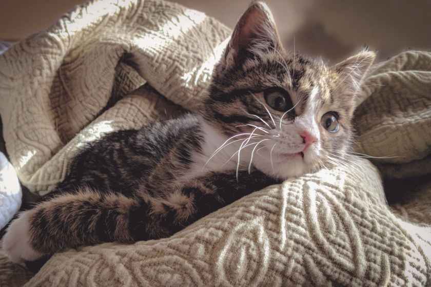 brown tabby cat lying down on gray bed sheet