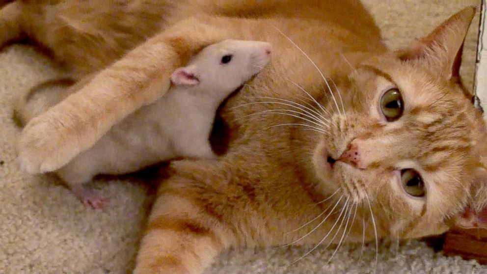 Got A Rat Problem? Get A Cat To…Befriend It And Groom&nbsp;It?