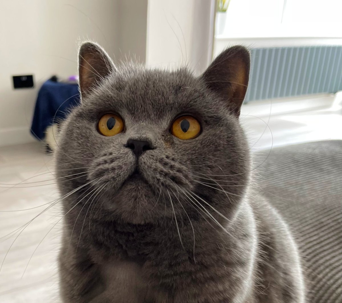 Thanks To A New Treatment, These Cats Have A Second Chance At&nbsp;Life