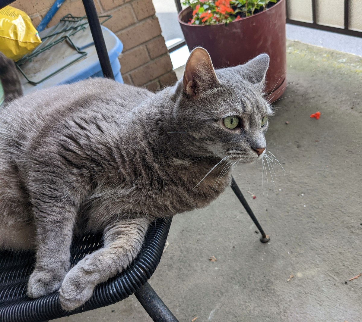 Guess Who Attacked His Cat Sitter?&nbsp;(Again)