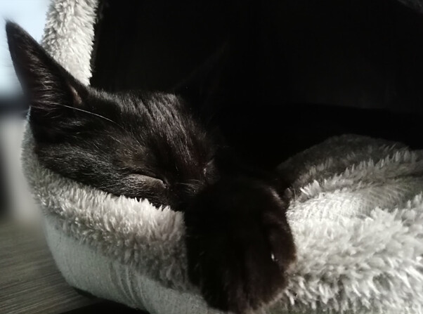 52216824524_1887e79a72_z