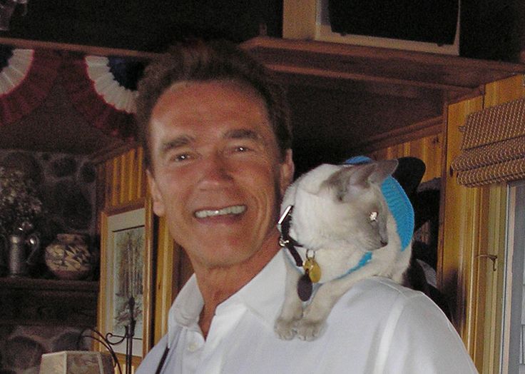 If Cats Sounded Like Arnold&nbsp;Schwarzenegger