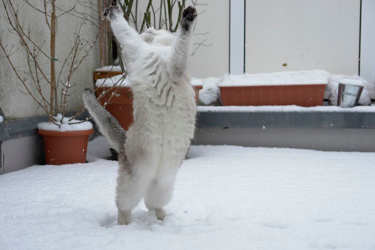 Actually, Cats CAN Dance! We Deeply Regret The&nbsp;Error
