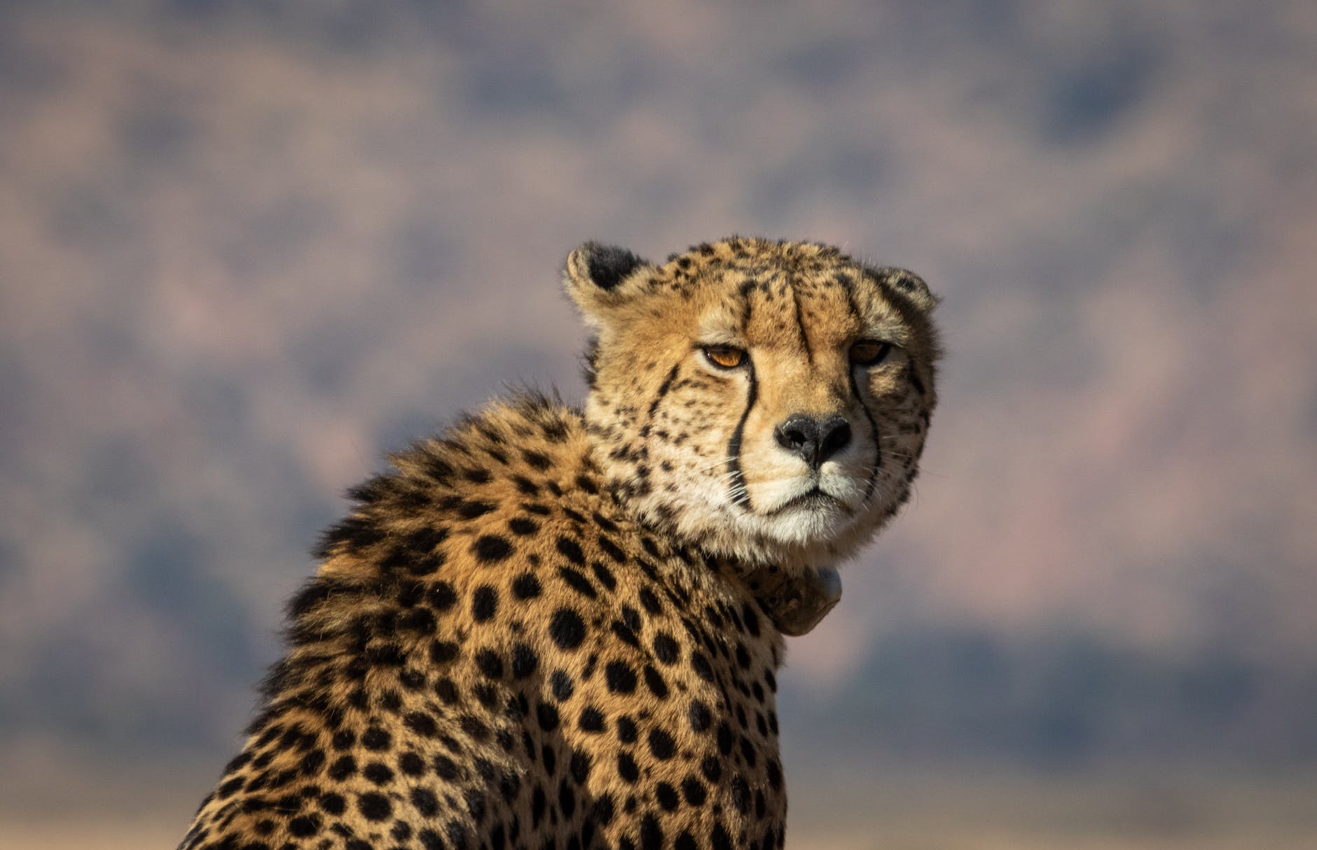 shallow focus photography of cheetah